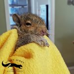 sick squirrel held upright in blanket