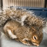 squirrel huddled in cage with tail resting on torso