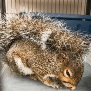 squirrel huddled in cage with tail resting on torso
