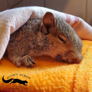 head of sick squirrel under blankets with eyes shut