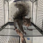 baby squirrel standing in cage