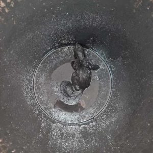 baby squirrel covered in oil at bottom of oil bucket