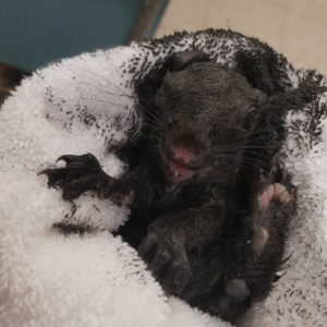 baby squirrel full of oil on fur being held in a towel