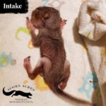 starving squirrel lying face down on blanket