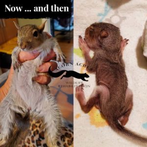 side by side photos compare young squirrel to when she was starving at arrival to current well-fed status