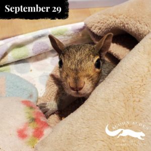 young squirrel peeking out from blanket
