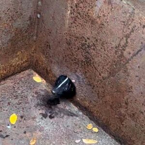 skunk head peering out from hold in dumpster
