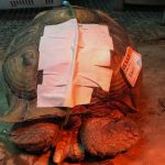 African sulcata tortoise with e-tube