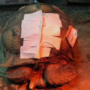 African sulcata tortoise with e-tube