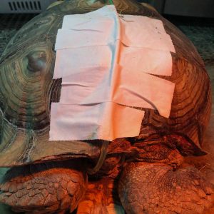 African sulcata tortoise with injury