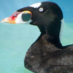side view of surf scoter's head and chest as it floats on water