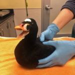 surf scoter held on towel on exam table