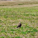 distant image of a Swainson's hawk standing on grass