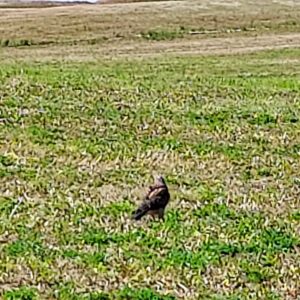 distant image of a Swainson's hawk standing on grass 