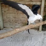 swallow-tail kite flapping wings on perch in enclosure