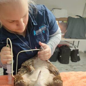 woman tube-feeding a Temminck's pangolin that's lying on its back on an exam table