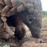 Temminck's pangolin foraging in dirt