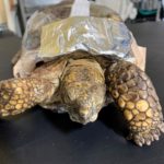 front view of Texas gopher tortoise with bandaged shell