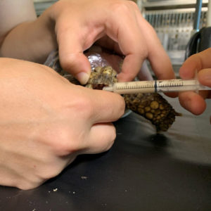 syringe-feeding a Texas gopher tortoise