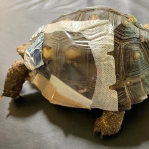 tortoise walking with bandaged shell