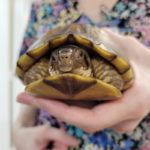 three-toed box turtle facing camera held in hand