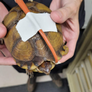 three-toed box turtle with feeding tube in place