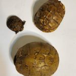 three three-toed box turtles of varying sizes resting on white background
