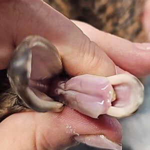 close up of injured tongue of mallard duckling