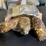Texas gopher tortoise front view of bandaged shell