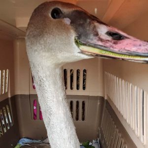 face of trumpeter swan