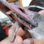 close up of injured beak of trumpeter swan