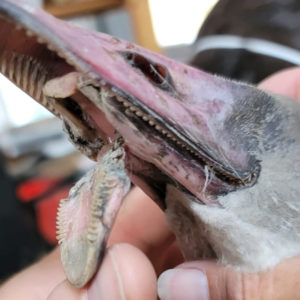 close up of injured beak of trumpeter swan