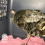 turkey in pet carrier