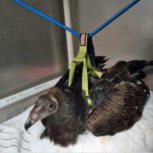 turkey vulture in harness