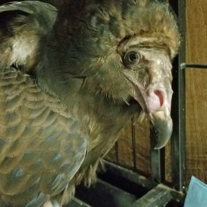 turkey vulture face