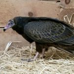 turkey vulture standing in pen