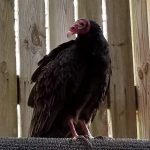 turkey vulture standing in wood cage