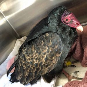turkey vulture in cage