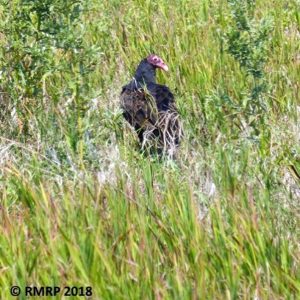 turkey vulture in field