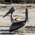 two brown pelicans standing on a sandy beach