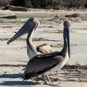 two brown pelicans standing on a sandy beach