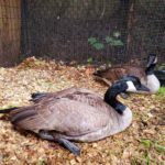 two Canada geese in outdoor enclosure