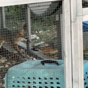 two gray foxes in outdoor enclosure meet each other through a wire fence
