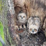 two great horned owls in tree trunk nest