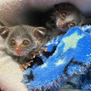 two lesser bushbabies snuggled in fabric bedding