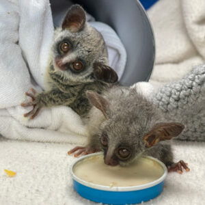 two young lesser bushbabies exploring food bowl in enclosure