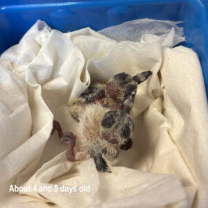 two hatchling mourning doves standing on bedding in blue, plastic tub