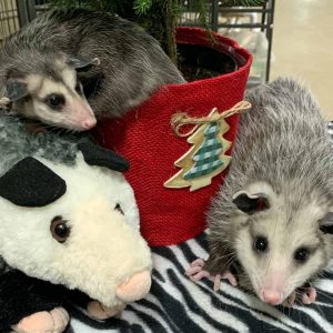 two opossums on blanket