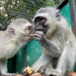 young vervet monkey sniffing food held by older vervet monkey sitting on branch