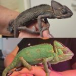 collage showing a starving chameleon before and after treatment